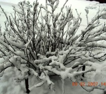 ogrod10-08
